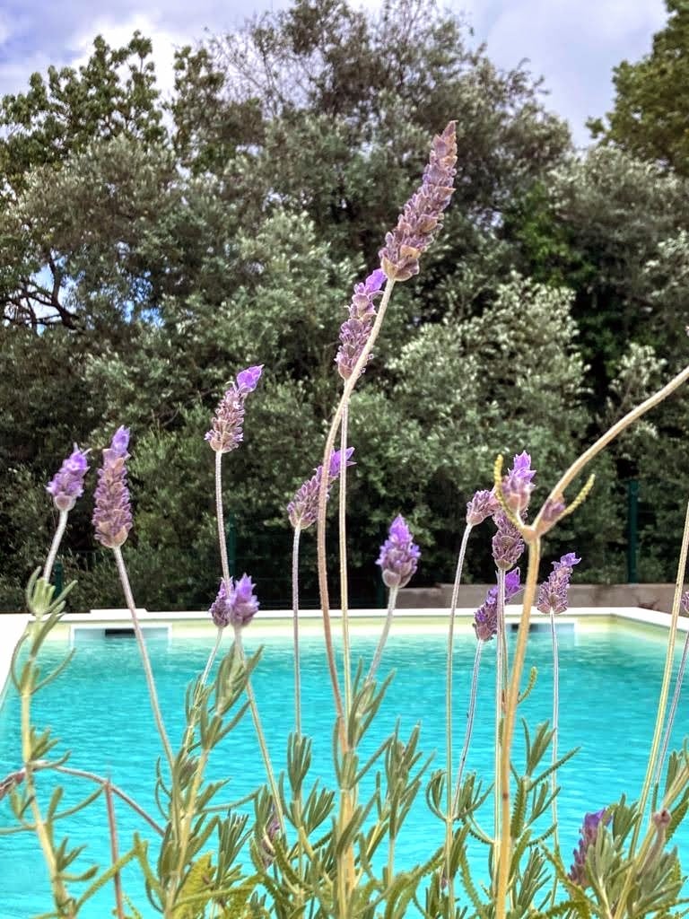 Casa dos Duques pool and garden